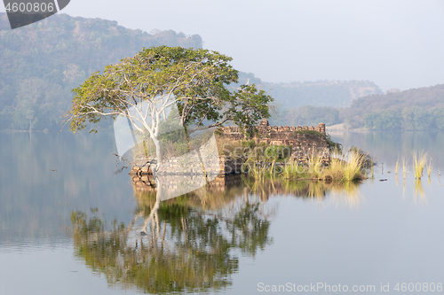 Image of Jungle India. Ranthambore National Park Rajasthan India. Beautif