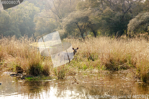 Image of Sambar Rusa Ranthambore National Park Sawai Madhopur Rajasthan I