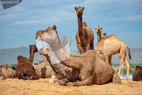 Image of Camels at the Pushkar Fair Rajasthan, India.