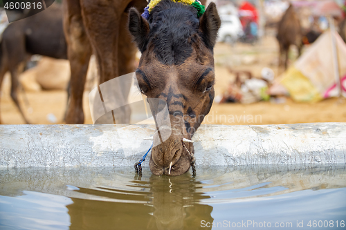 Image of Camels at the Pushkar Fair Rajasthan, India.