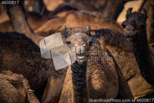 Image of Camels at the Pushkar Fair Rajasthan, India.