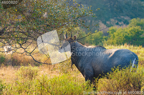 Image of Nilgai or blue bull is the largest Asian antelope and is endemic