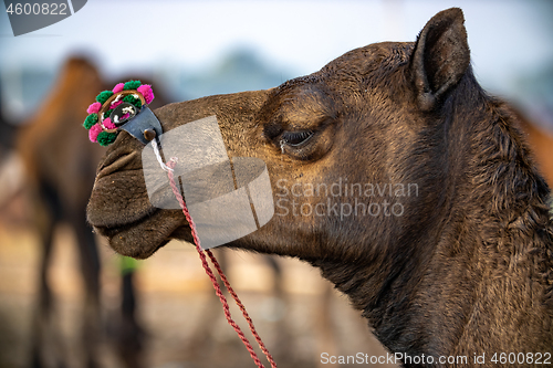 Image of Camels at the Pushkar Fair Rajasthan, India.