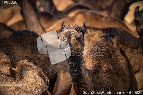 Image of Camels at the Pushkar Fair Rajasthan, India.