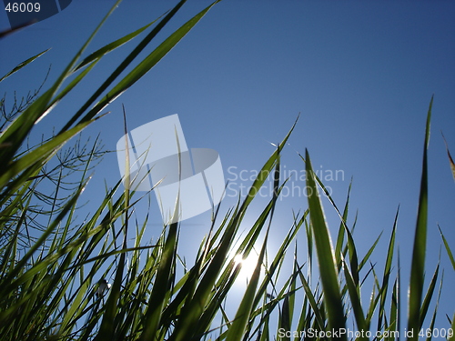 Image of grass