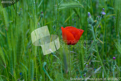 Image of Red poppy flower