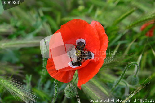 Image of Red poppy flower