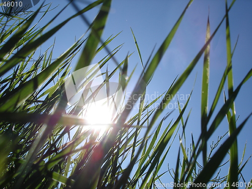 Image of grass