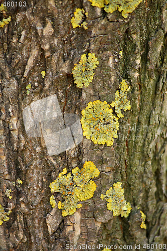 Image of Bark and moss