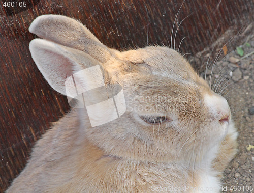 Image of Rabbit