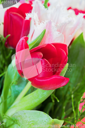 Image of Shot of beautiful macro tulip flowers