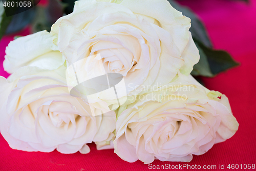 Image of White roses over pink background