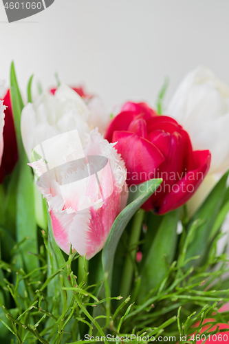 Image of Shot of beautiful macro tulip flowers