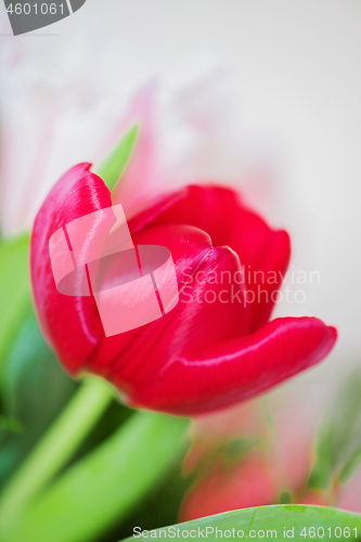 Image of Shot of beautiful macro tulip flowers