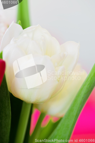 Image of Shot of beautiful macro tulip flowers