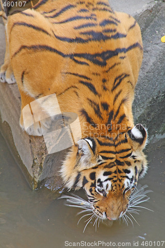 Image of Drinking tiger