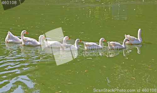 Image of Geese 