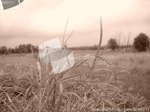 Image of grass
