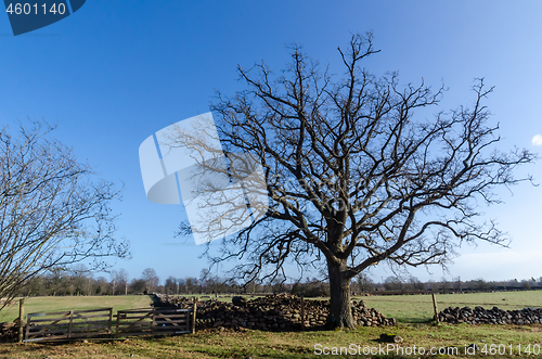 Image of Old wide oak tree in a rural landscape