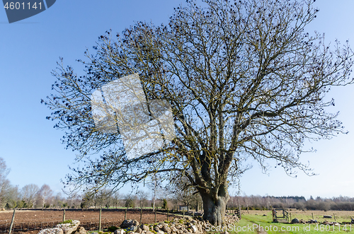 Image of Wide and huge bare tree