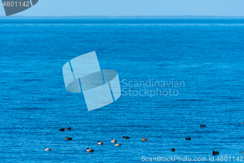 Image of Blue sea with swimming ducks