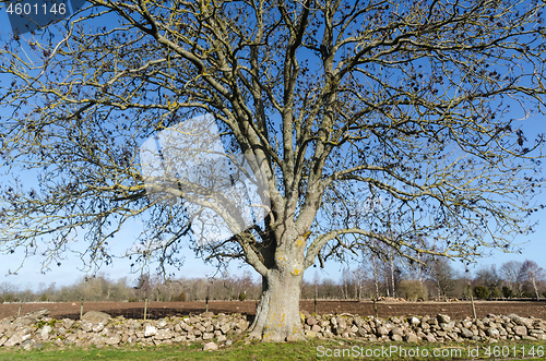 Image of Big ash tree in a rural landscape