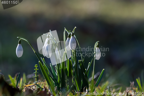 Image of Springtime flowers