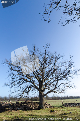 Image of Big wide oak tree