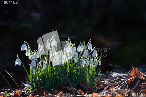 Image of Snowdrops in backlight