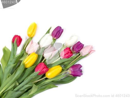 Image of Tulips flowers background