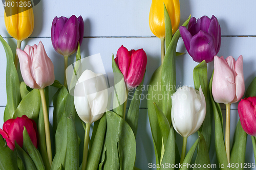 Image of Tulips flowers background