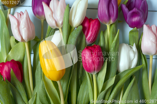 Image of Tulips flowers background