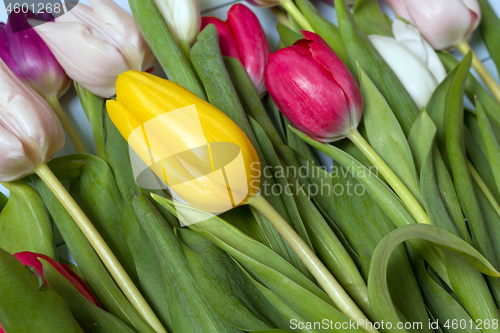 Image of Tulips flowers background