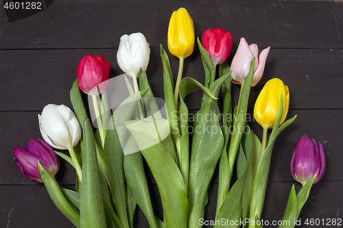 Image of Tulips flowers background