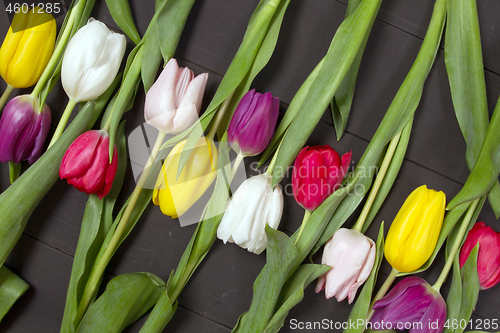 Image of Tulips flowers background