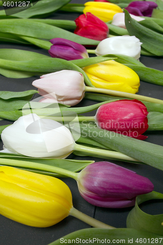 Image of Tulips flowers background