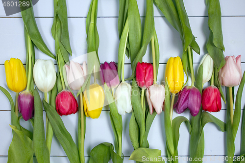 Image of Tulips flowers background