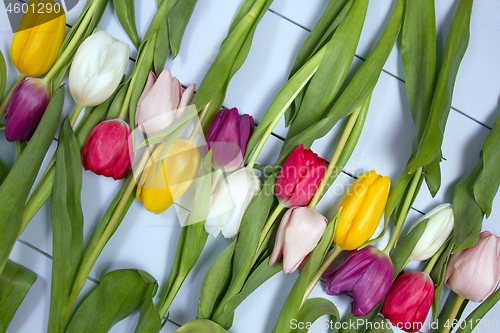 Image of Tulips flowers background