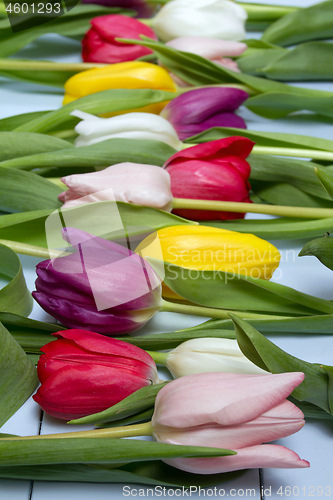 Image of Tulips flowers background