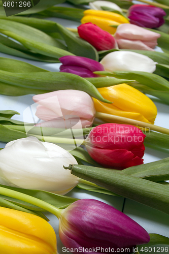 Image of Tulips flowers background