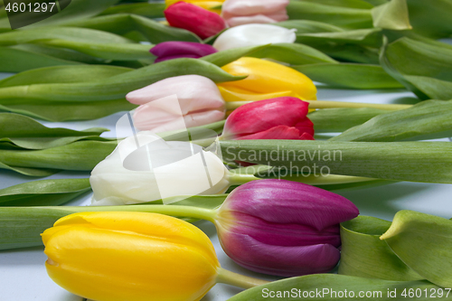 Image of Tulips flowers background