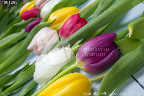 Image of Tulips flowers background