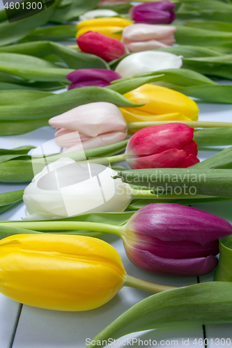 Image of Tulips flowers background