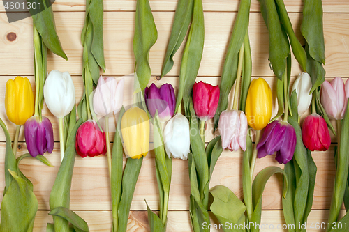 Image of Tulips flowers background