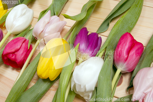 Image of Tulips flowers background