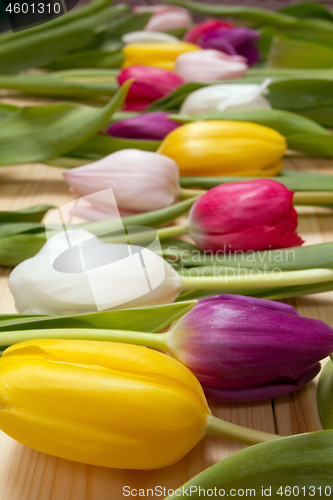 Image of Tulips flowers background