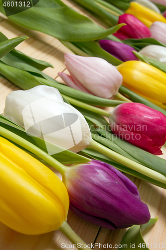 Image of Tulips flowers background