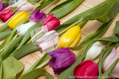 Image of Tulips flowers background