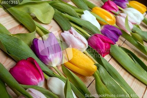 Image of Tulips flowers background