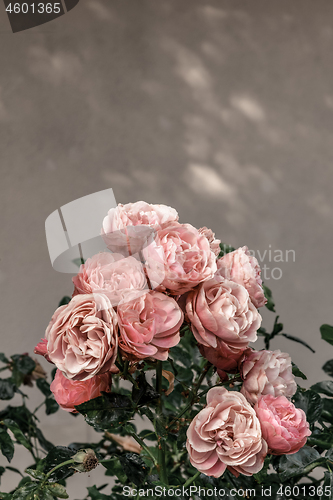 Image of Pink antique roses in the urban garden